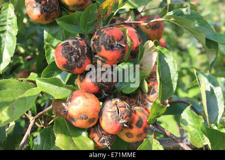 Apfelfarm, Archard, Apfel auf dem Baum, Norfolk, Großbritannien Stockfoto