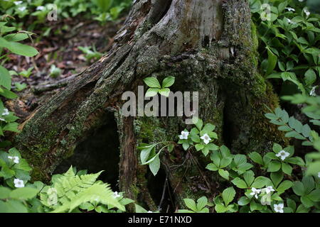 Einen alten Baumstamm mit Wildblumen, die auf ihm wachsen auf Isle Royale National Park. Stockfoto