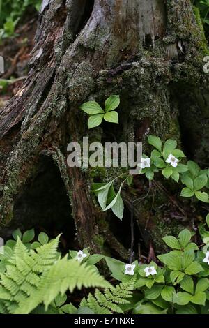 Einen alten Baumstamm mit Wildblumen, die auf ihm wachsen auf Isle Royale National Park. Stockfoto