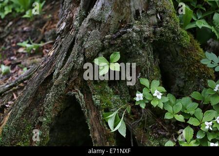 Einen alten Baumstamm mit Wildblumen, die auf ihm wachsen auf Isle Royale National Park. Stockfoto