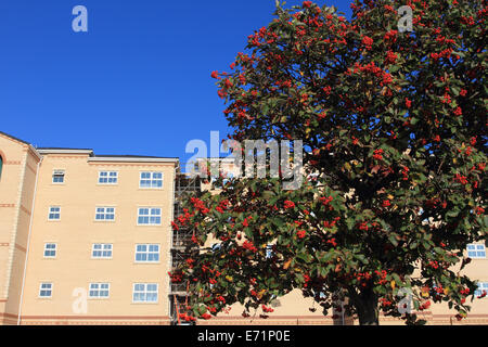 Holly kostenlos mit roten Blumen, neue Wohnung auf Rückseite geschliffen, Gorleston, große Yamouth, UK Stockfoto