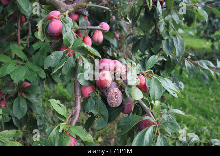 Pflaumen in einem ungepflückten Bauernhof, Norfolk, Großbritannien, gerippt Stockfoto