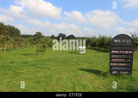 Wählen Sie Ihr eigenes Obst, Norwich PYO Farm, Norwich, Norfolk, Großbritannien Stockfoto