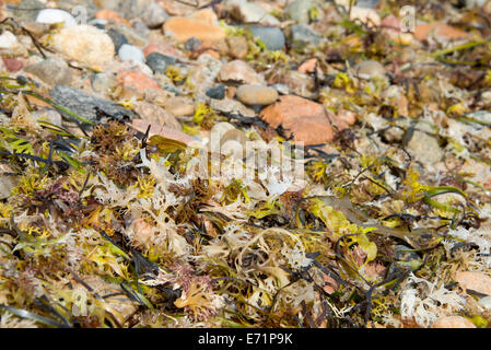 USA, Rhode Island, Block Island, Sandy Point. Detail der felsigen Strand. (Großformatige Größen erhältlich) Stockfoto