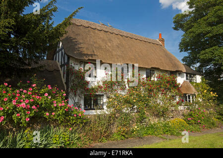 Malerischen englischen Cottage mit Strohdach, weiße Wände bedeckt mit roten und gelben kletternden Rosen, blaue Himmel, in der Nähe von Oxford Stockfoto