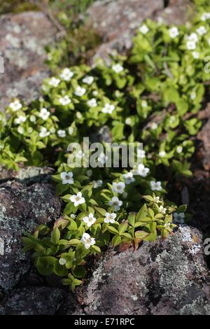 Eine Gruppe von Bunchberry Blumen am Ufer des Lake Superior in Minnesota. Stockfoto