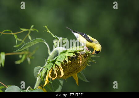 Stieglitz auf Sonnenblume Stockfoto