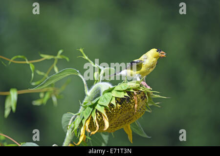 Stieglitz auf Sonnenblume Stockfoto