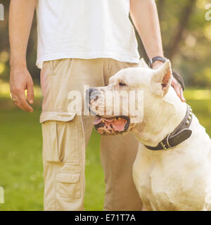 Mensch und Hund Argentino spazieren im Park. Stockfoto