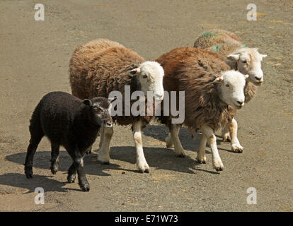 Drei Herdwick Schafe, britisches Erbe Rasse, mit brauner Wolle und weißen Gesichtern und schwarzen Lamm im Lake District, Cumbria, England Stockfoto