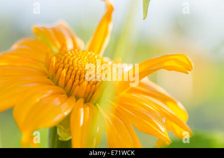 Baum-Ringelblume oder mexikanische Tournesol oder mexikanische Sonnenblume oder japanische Sonnenblume oder Nitobe Chrysantheme Tithonia diversifolia Stockfoto