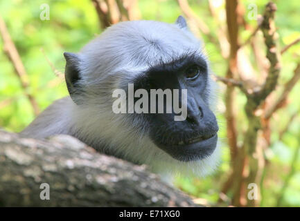 Nördlichen Ebenen grau Languren (Semnopithecus Entellus) Stockfoto