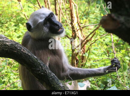 Nördlichen Ebenen grau Languren (Semnopithecus Entellus) Stockfoto