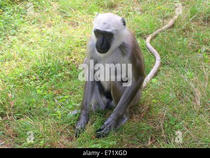 Nördlichen Ebenen grau Languren (Semnopithecus Entellus) Stockfoto