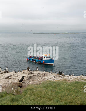 Blaue und weiße Ausflugsboot aus felsigen Küste der Farne Islands mit Passagieren beobachtet Seevögel auf Klippen - in der Nähe von gemeinsame, England Stockfoto