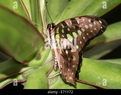 Angebundene grün Jay Schmetterling (Graphium Agamemnon) aka grüne Dreieck oder grün gefleckten Dreieck Stockfoto