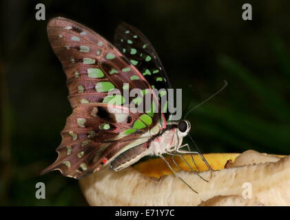 Angebundene grün Jay Schmetterling (Graphium Agamemnon) aka grüne Dreieck oder grün gefleckten Dreieck, Fütterung auf eine Banane Stockfoto