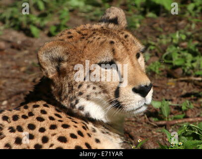 Reifen Sie Gepard (Acinonyx Jubatus) Nahaufnahme des Kopfes Stockfoto