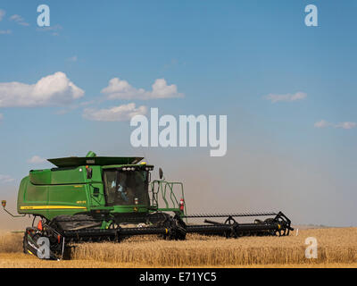 Ein Landwirt in einem Mähdrescher erntet ein Feld von Weizen in der Nähe von sieben Personen, Alberta. Stockfoto