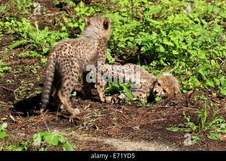 Zwei jungen Geparden (Acinonyx Jubatus) Welpen spielen Stockfoto