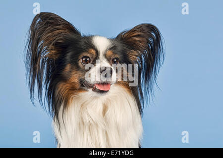 Papillon, Männlich, 4 Jahre, tricolor Stockfoto