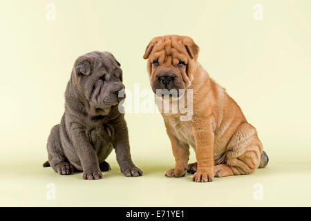 Zwei Shar Pei Welpen, 8 Wochen alt, Männchen, blau und rot Stockfoto