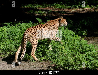 Ältere weibliche Cheetah (Acinonyx Jubatus) auf der Pirsch Stockfoto