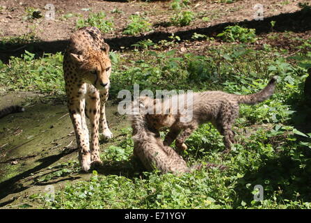 Ältere weibliche Cheetah (Acinonyx Jubatus) mit zwei jungen Jungen spielen Stockfoto