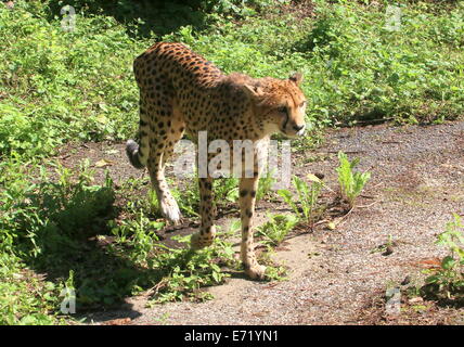 Reife Frauen Cheetah (Acinonyx Jubatus) close-up in einer natürlichen Umgebung Stockfoto