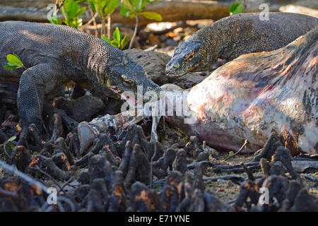 Komodo-Warane (Varanus Komodoensis) Fütterung auf den Kadaver eines wilden Büffel, gestorben in das Mangrovengebiet, Rinca Island Stockfoto