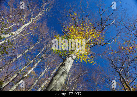 Buche (Fagus SP.) mit dem Rest der Blätter im Herbst, Sachsen-Anhalt, Deutschland Stockfoto