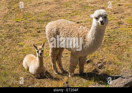 Alpaka (Vicugna Pacos) Erwachsene mit jungen, Peru Stockfoto