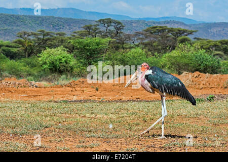 Marabou Storch (Leptoptilos Crumeniferus) auf dem Lande, Kenia Stockfoto