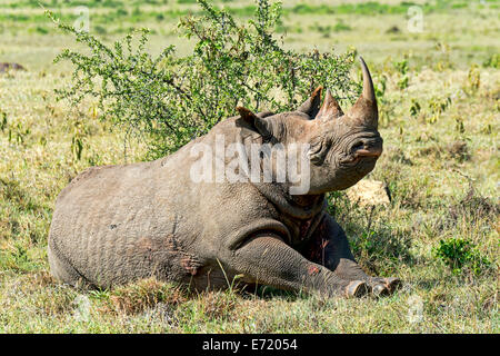 Spitzmaulnashorn (Diceros Bicornis), Lake Nakuru, Kenia Stockfoto