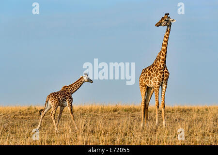 Giraffen (Giraffa Plancius), erwachsenes Weibchen mit Kalb, Masai Mara National Reserve, Kenia Stockfoto