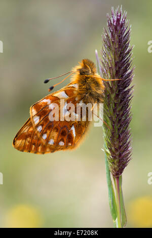 Schäfers Fritillary (Boloria Pales), Pitztal oder Pitztal, Tirol, Österreich Stockfoto