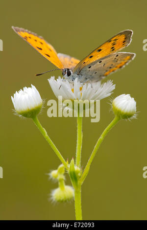 Große Kupfer (Lycaena Dispar), Burgenland, Österreich Stockfoto