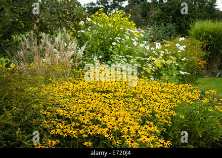 Gemischten Blumen mit Rudbeckia Pflanzen blühen im Herbst Stockfoto