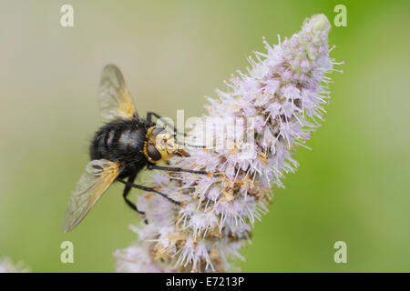 Riesige Tachinid Fly Tachina Grossa, parasitäre Fly, Wales, Vereinigtes Königreich. Stockfoto