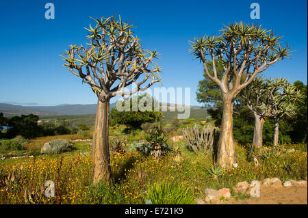 Kokerbooms in Ramskop Wildblumen Garten, Clanwilliam, Südafrika Stockfoto