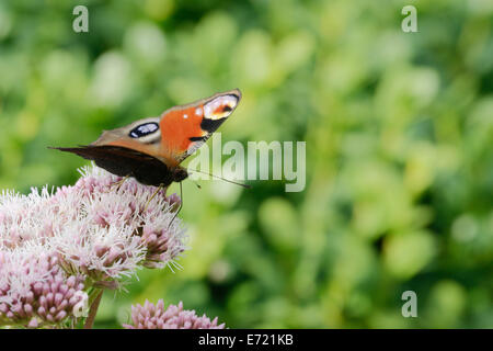 Inachis Io, Tagpfauenauge ernähren sich von Hemp Agrimony, Wales, UK. Stockfoto