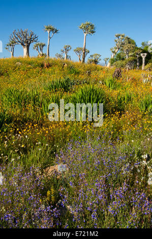 Frühlingsblumen in Ramskop Wildblumen Garten, Clanwilliam, Südafrika Stockfoto