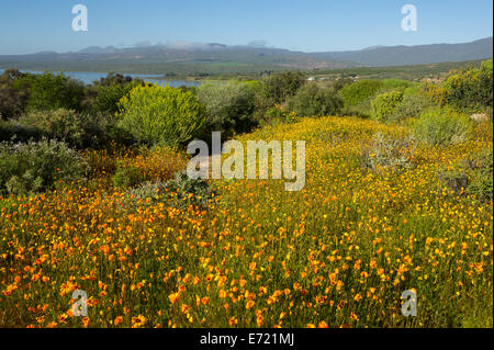 Frühlingsblumen in Ramskop Wildblumen Garten, Clanwilliam, Südafrika Stockfoto