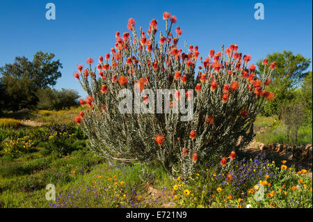 Frühlingsblumen in Ramskop Wildblumen Garten, Clanwilliam, Südafrika Stockfoto