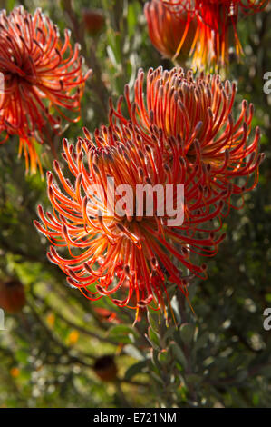 Frühlingsblumen in Ramskop Wildblumen Garten, Clanwilliam, Südafrika Stockfoto