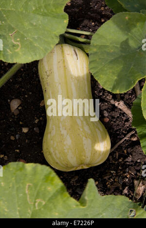 Butternut Kurbis Pflanze