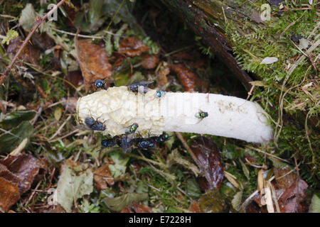 Phallus Impudicus, Stinkmorchel Pilz, zieht Fliegen als Mittel der Spore Zerstreuung, Wales, UK. Stockfoto