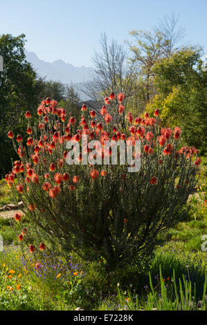 Frühlingsblumen in Ramskop Wildblumen Garten, Clanwilliam, Südafrika Stockfoto