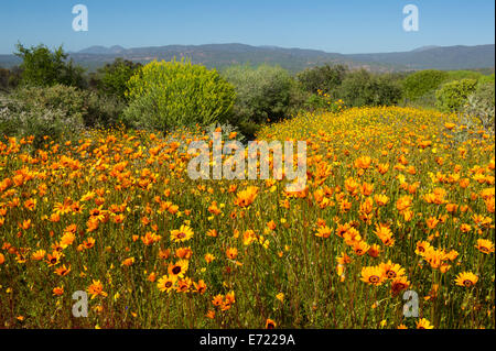 Frühlingsblumen in Ramskop Wildblumen Garten, Clanwilliam, Südafrika Stockfoto