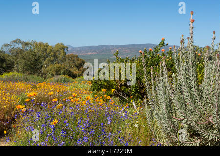 Frühlingsblumen in Ramskop Wildblumen Garten, Clanwilliam, Südafrika Stockfoto